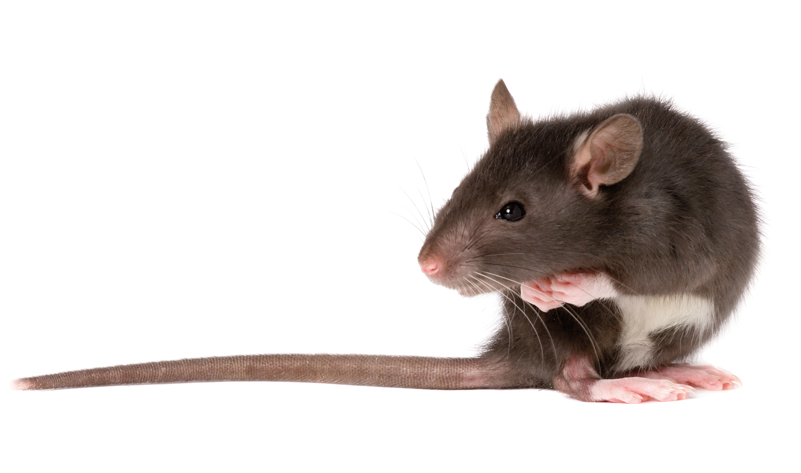 Pest management alliance